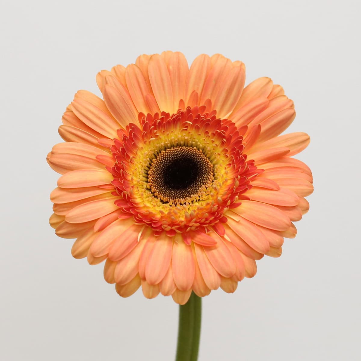 Gerbera Dino (Bulk DIY) hover