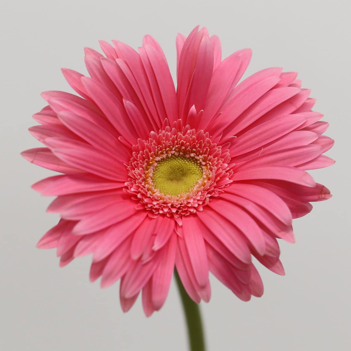Gerbera Izza (Bulk DIY) hover