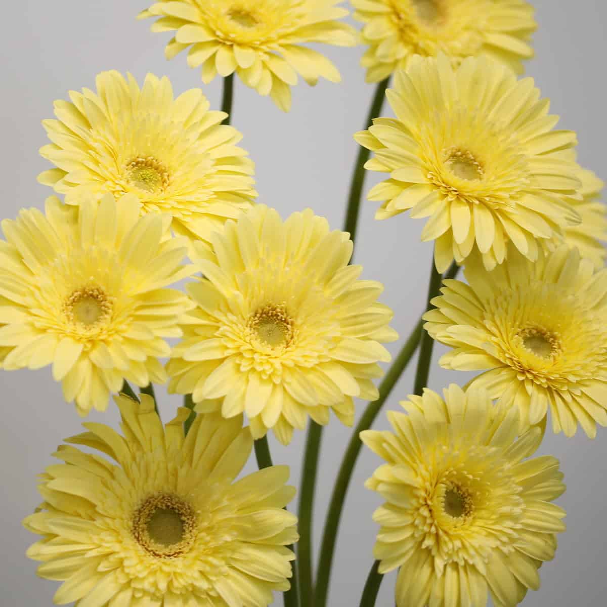 Gerbera Passito