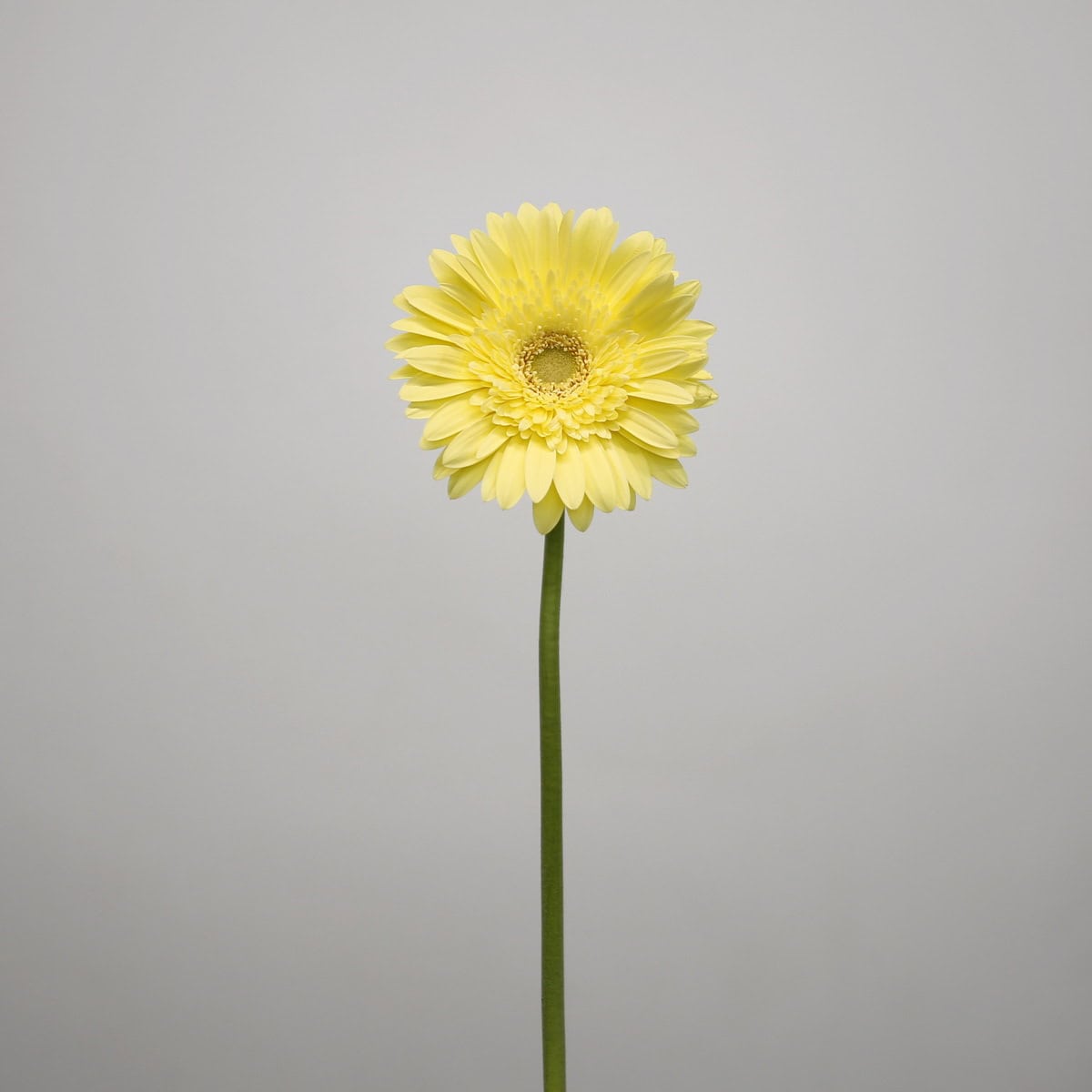 Gerbera Passito