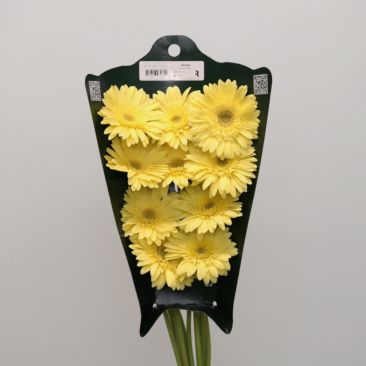 Gerbera Passito