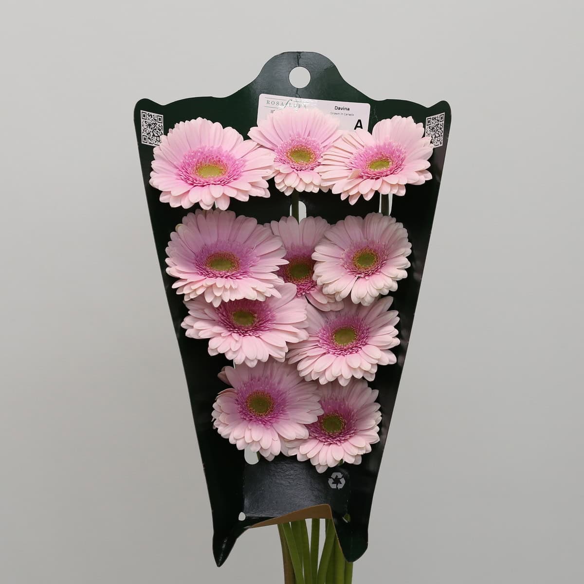 Gerbera Davina