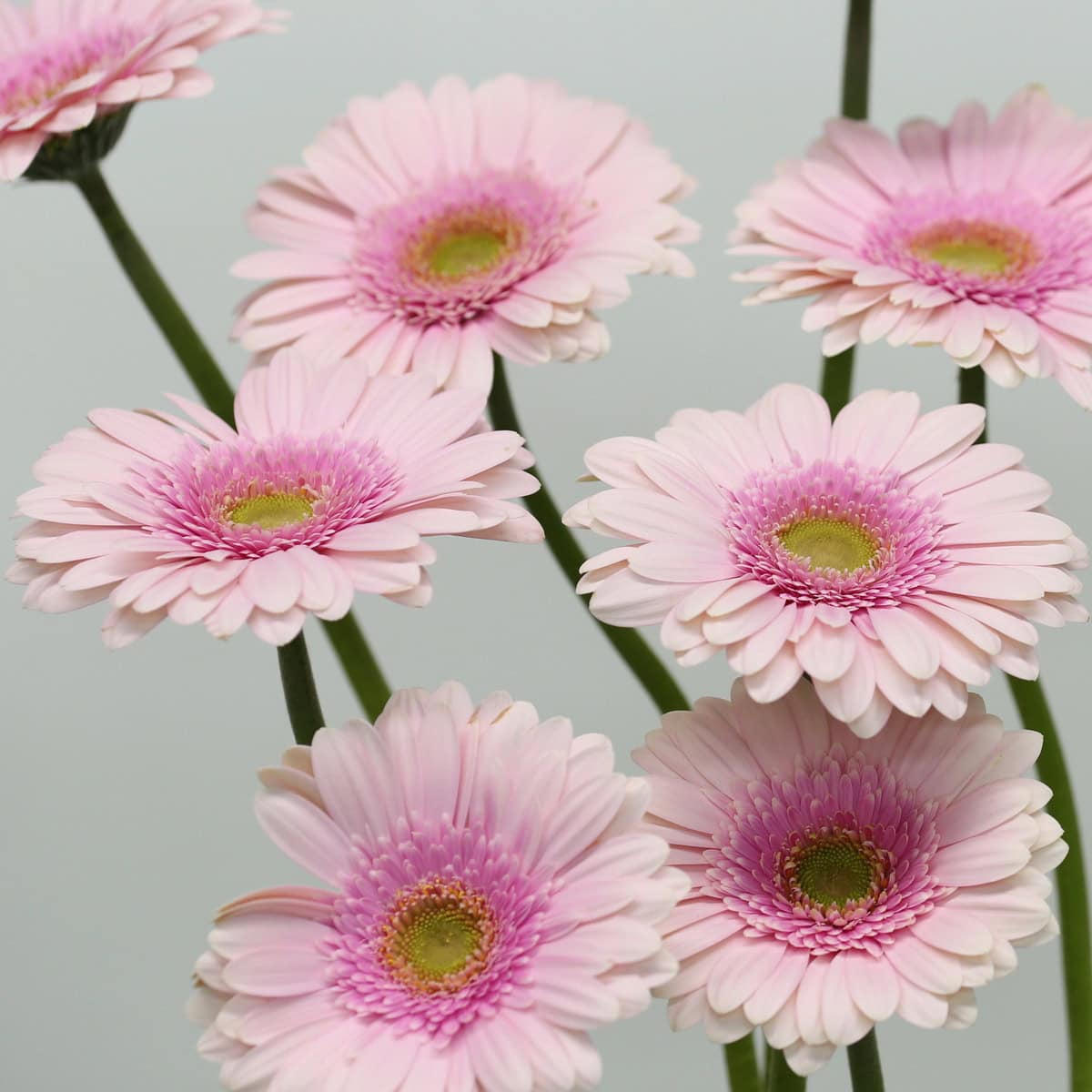 Gerbera Davina