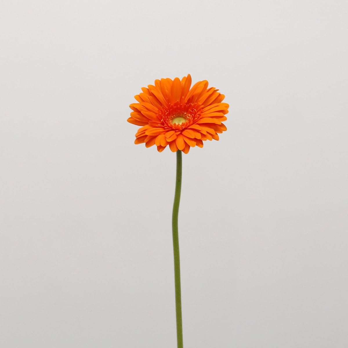 Gerbera Eureka