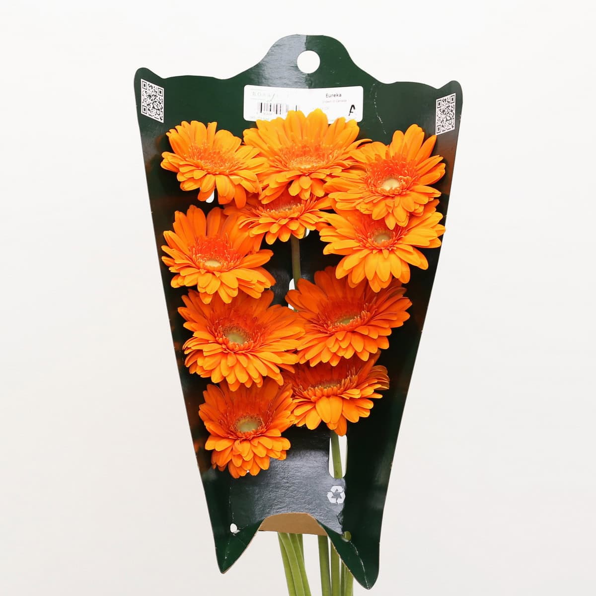 Gerbera Eureka