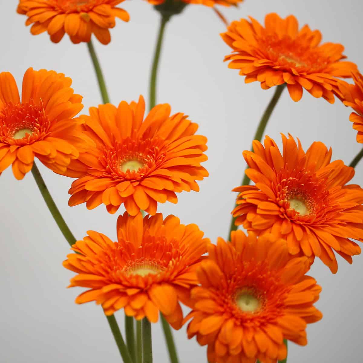 Gerbera Eureka