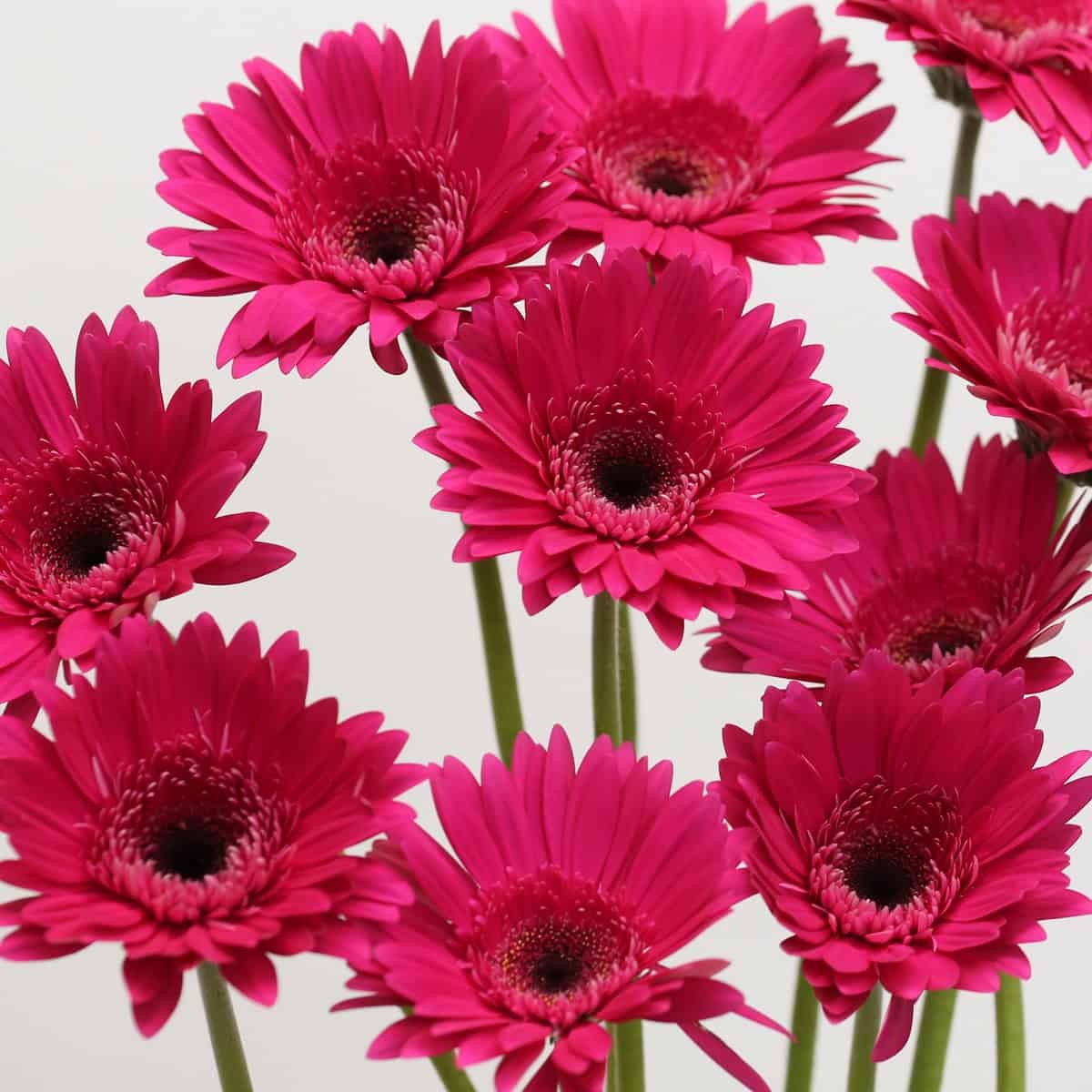 Gerbera Arcade – Bulk DIY Flowers