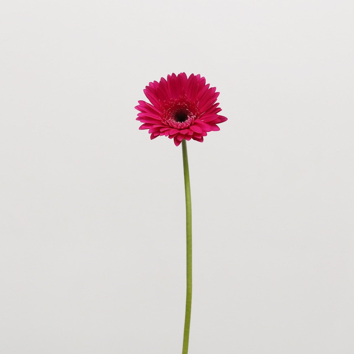 Gerbera Arcade – Bulk DIY Flowers