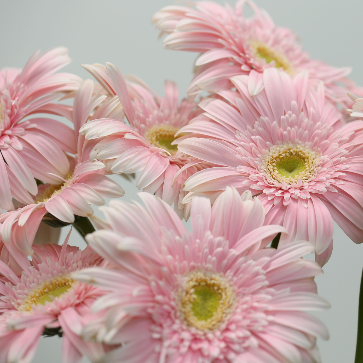 Gerbera Big Pink Bulk DIY Flowers