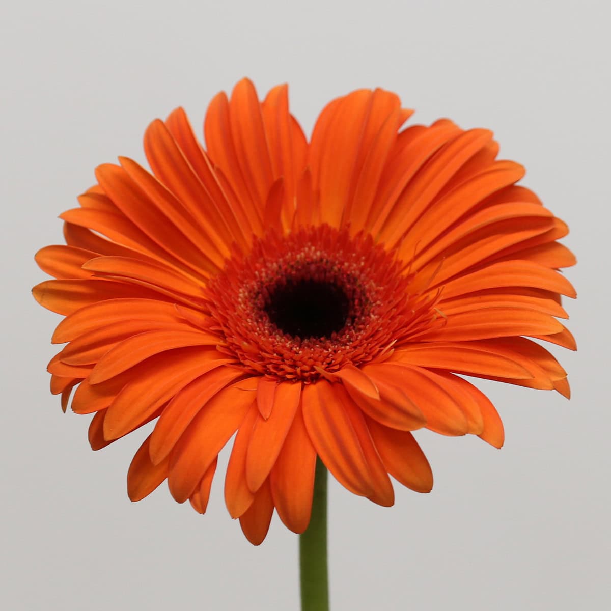 Gerbera Capella (Bulk DIY) hover