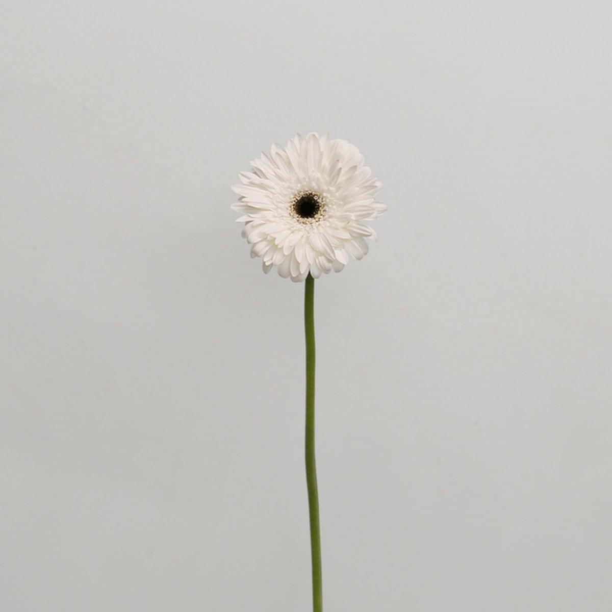 Gerbera Orca – Bulk DIY Flowers in Montreal | Le Bouquet