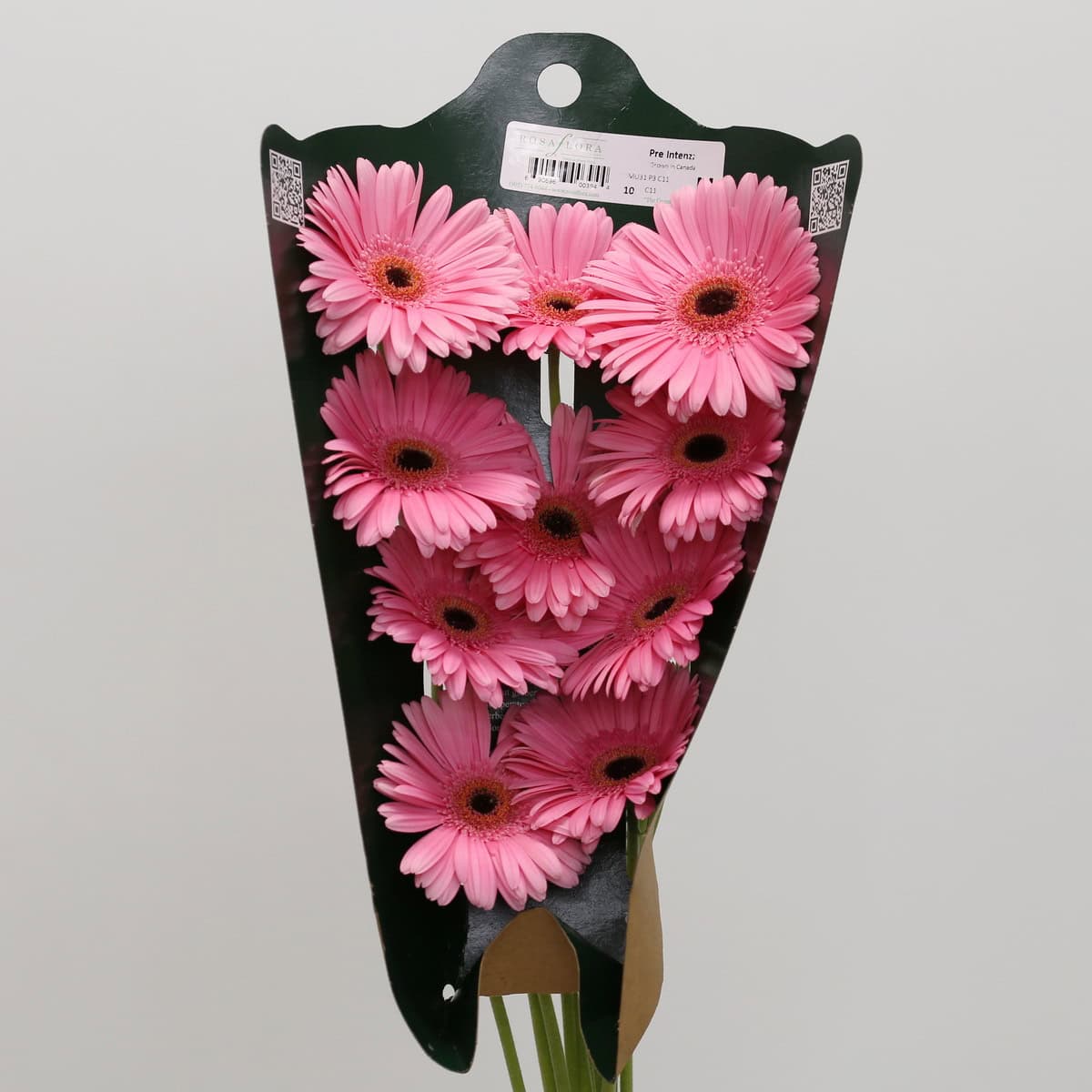 Gerbera Pre-Intenzz Bulk DIY Flowers