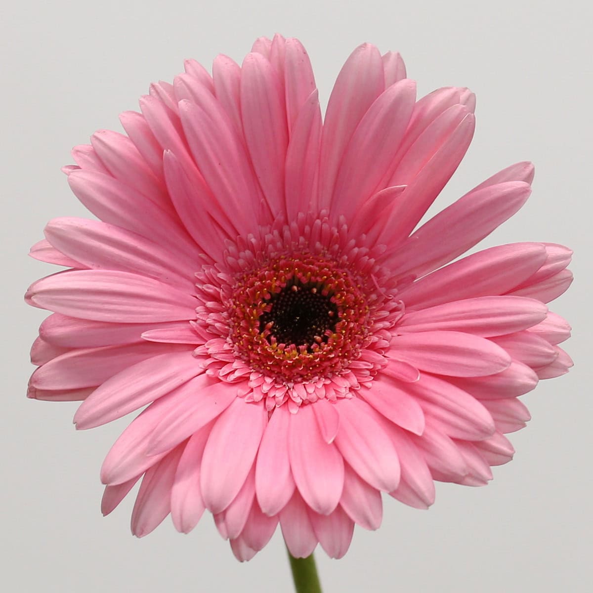 Gerbera Pre-Intenzz (Bulk DIY) hover