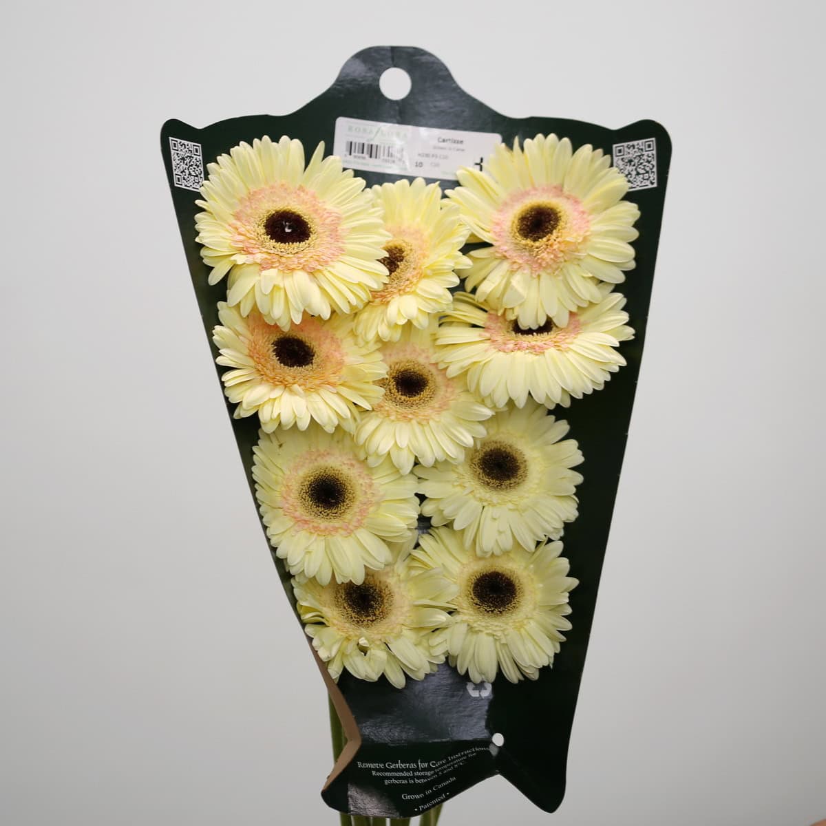 Gerbera Cartizze – Bulk DIY Flowers
