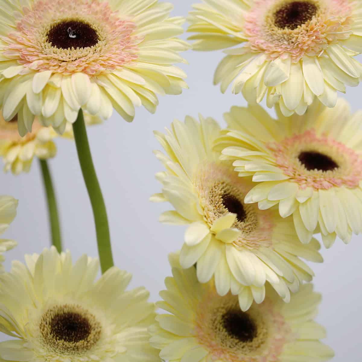 Gerbera Cartizze – Bulk DIY Flowers
