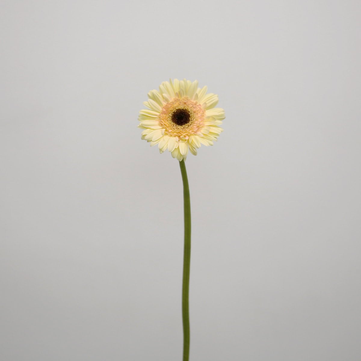 Gerbera Cartizze – Bulk DIY Flowers