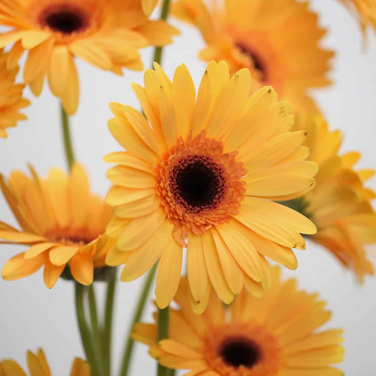 Gerbera Jetset – Bulk DIY Flowers in Montreal | Le Bouquet