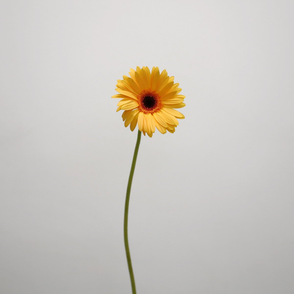 Gerbera Jetset – Bulk DIY Flowers