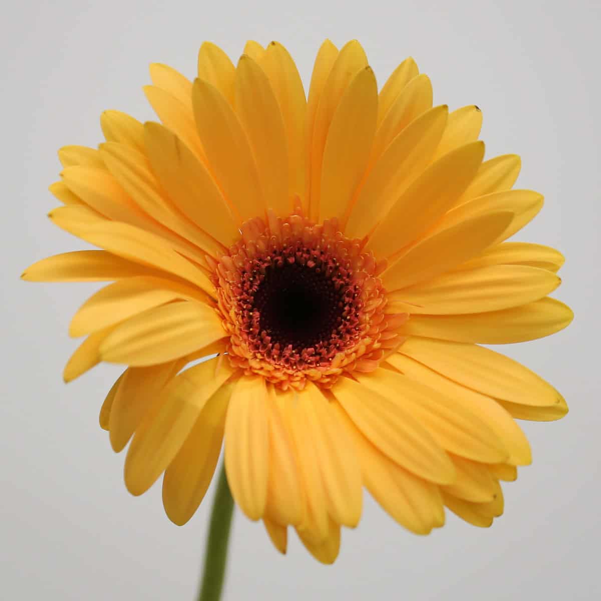 Gerbera Jetset (Bulk DIY)