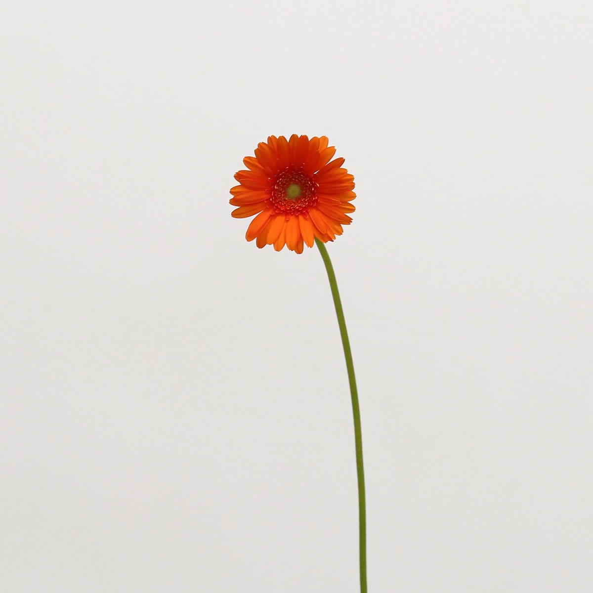 Mini Gerbera Olivia Bulk DIY Flowers