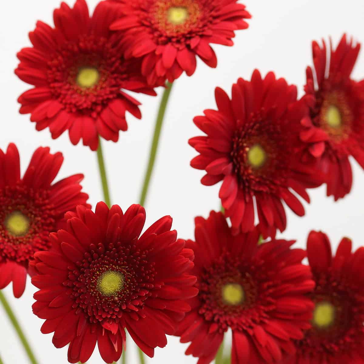Mini Gerbera Phoenix Bulk DIY Flowers
