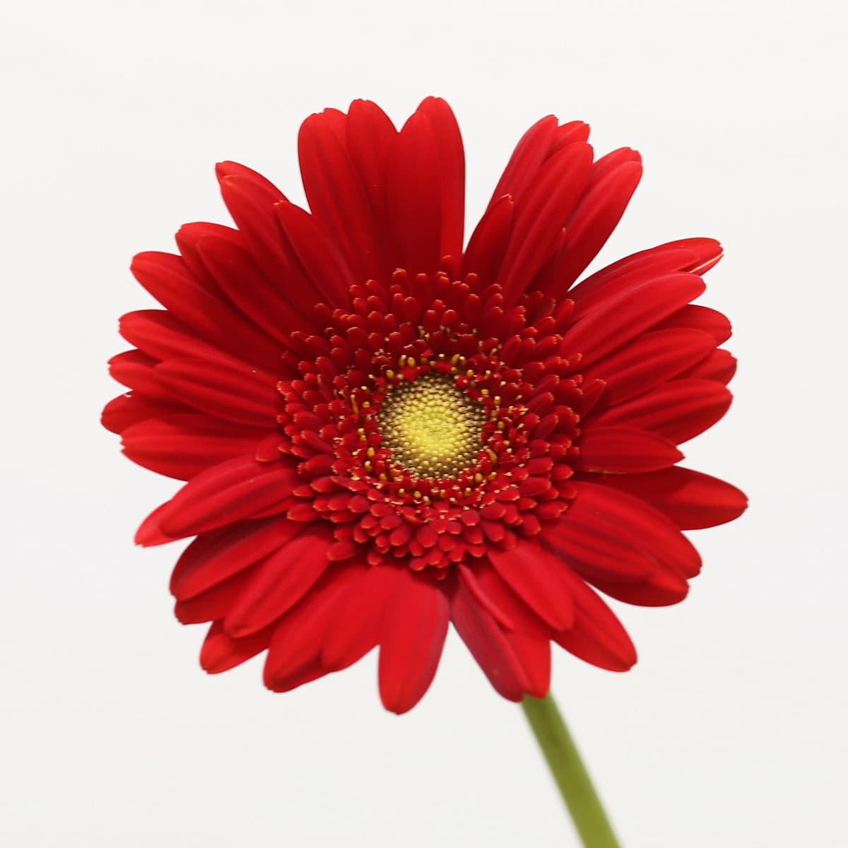 Mini Gerbera Phoenix (Bulk DIY) hover