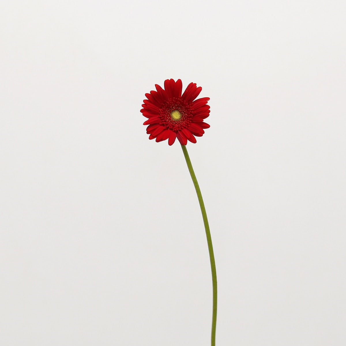 Mini Gerbera Phoenix (Bulk DIY)