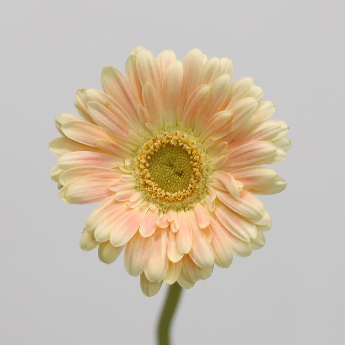 Mini Gerbera Tompouce (Bulk DIY) hover