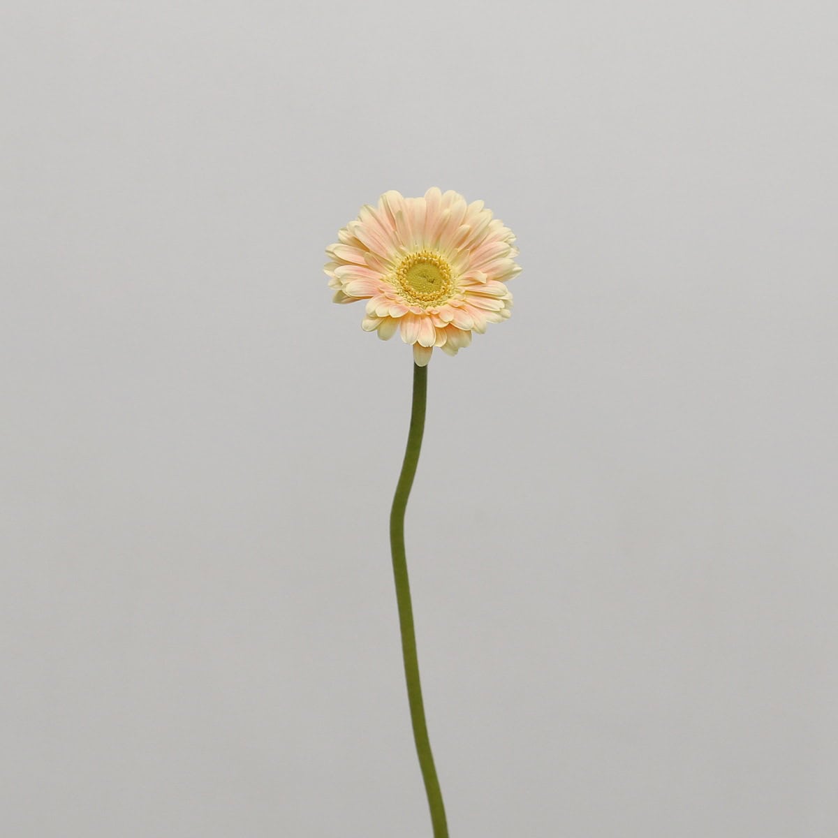 Mini Gerbera Tompouce Bulk DIY Flowers