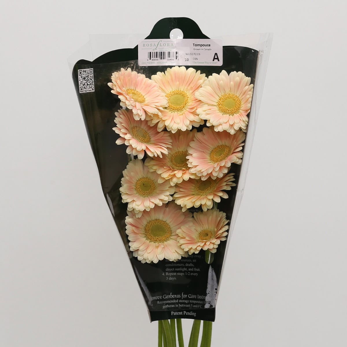 Mini Gerbera Tompouce (Bulk DIY)
