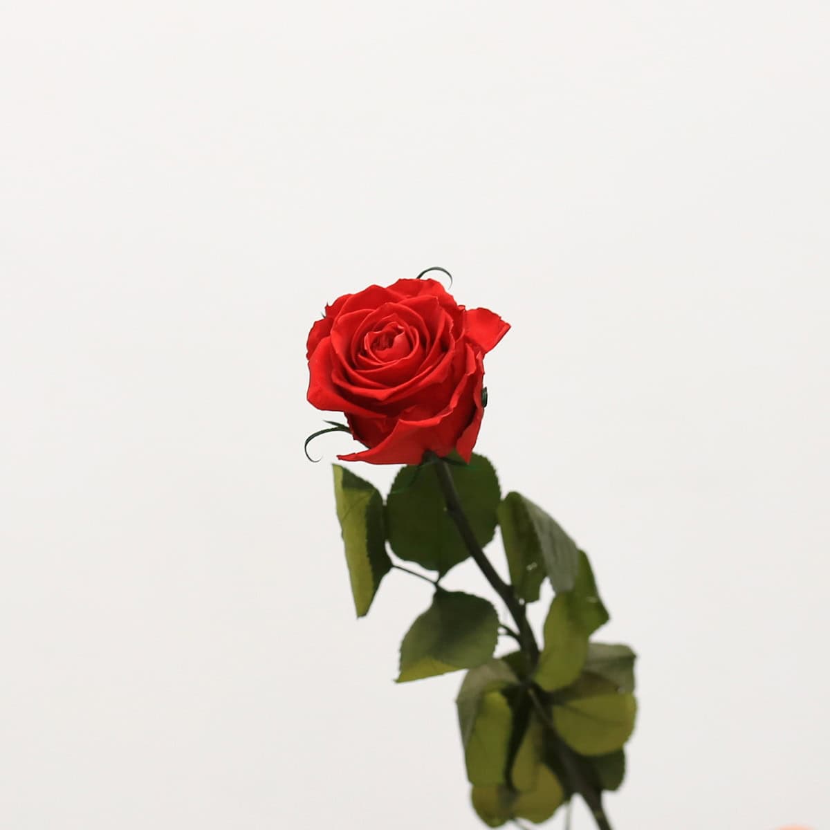 Long Stem Eternal Roses – 20 Inch Preserved Roses in Red, Pink & Blue