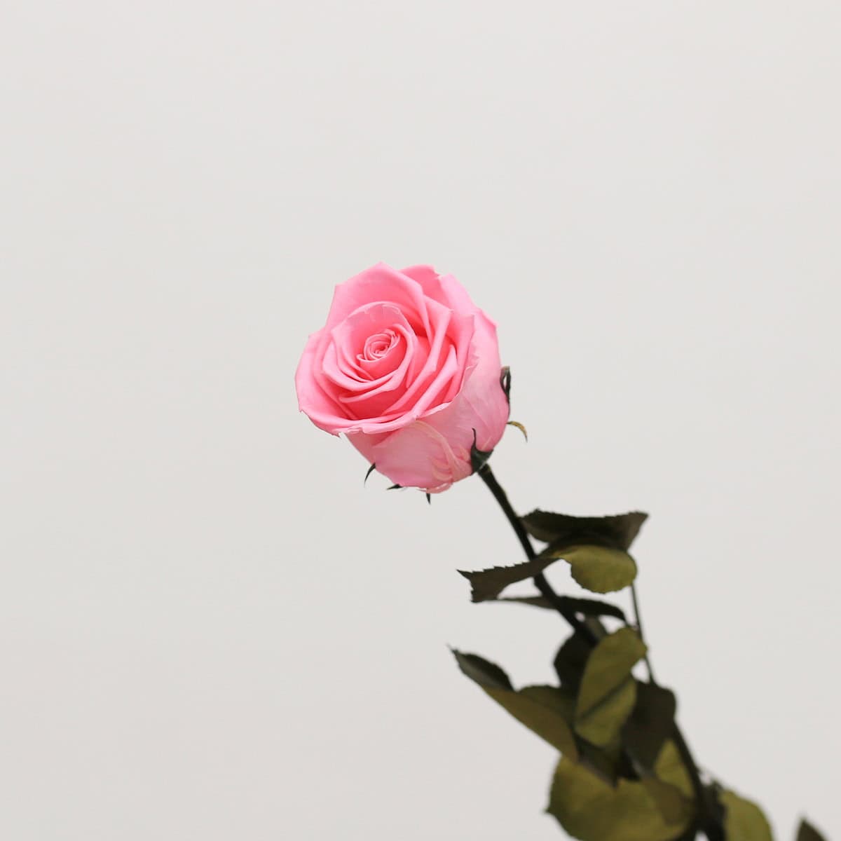 Long Stem Eternal Roses hover