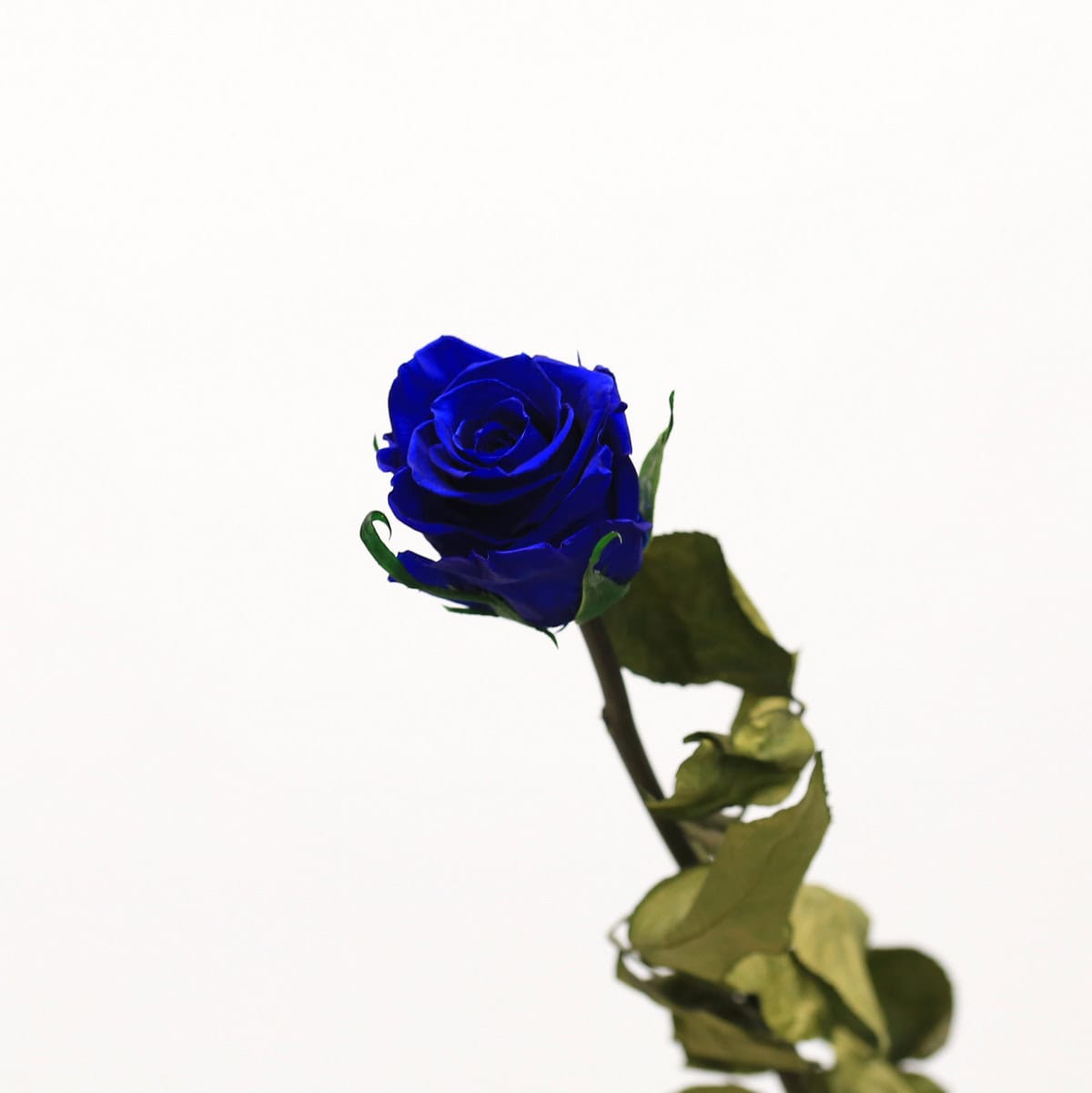 Long Stem Eternal Roses – 20 Inch Preserved Roses in Red, Pink & Blue