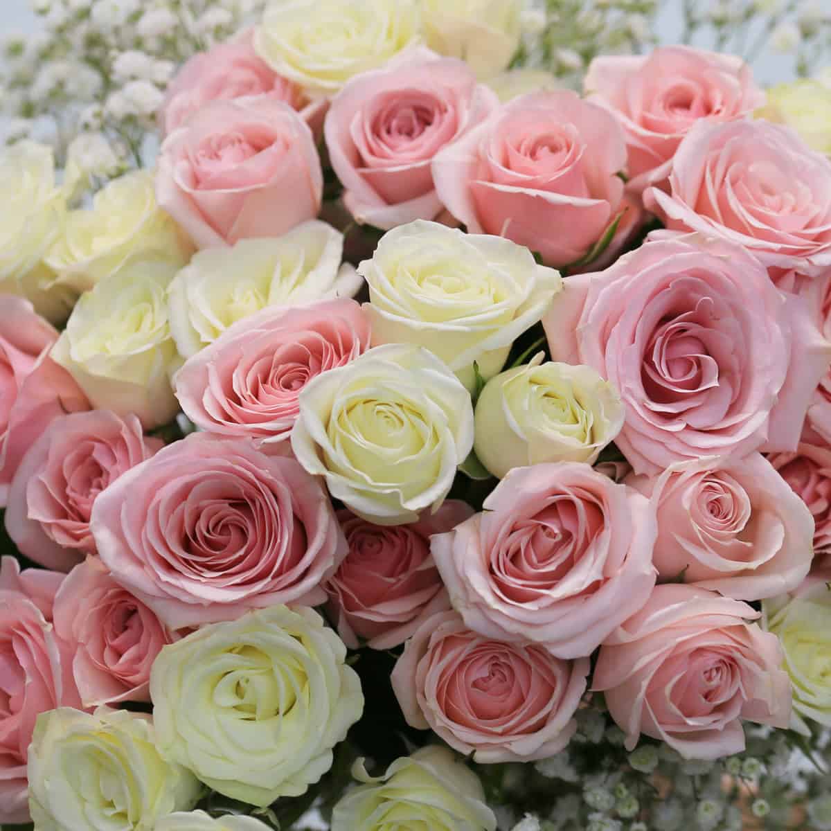 Aurora arrangement with pink and white spray roses and baby's breath