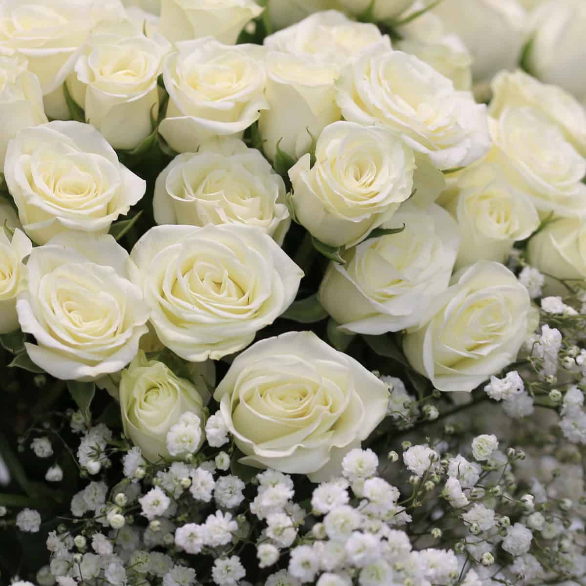Aurora Spray Rose Arrangement – White Roses Bouquet