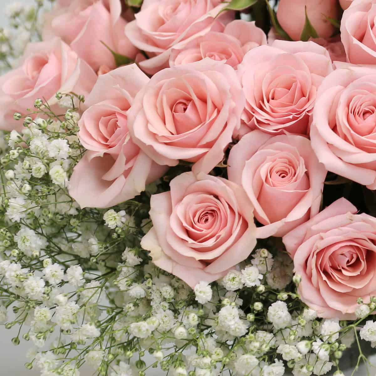 Close-up of pink spray roses with baby's breath in Soft Romance arrangement