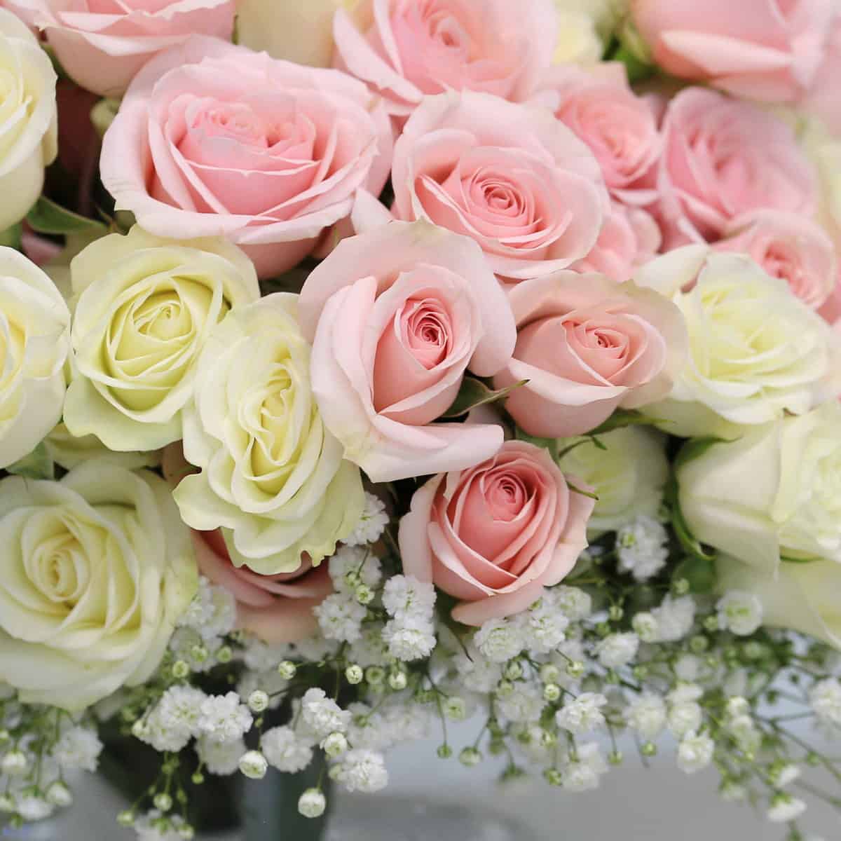 Soft Romance hover