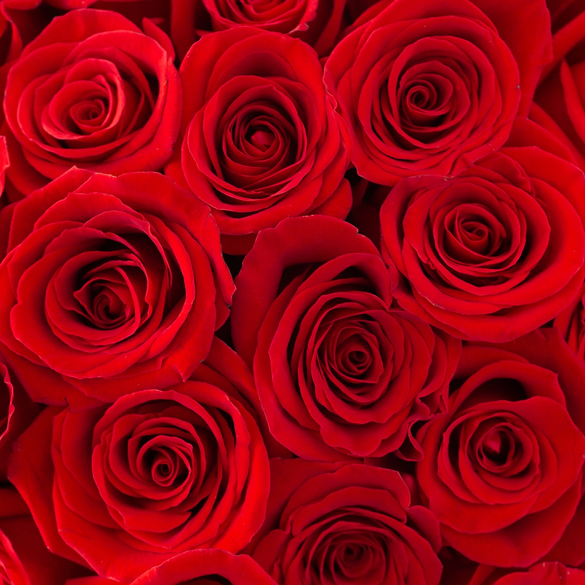 Roses