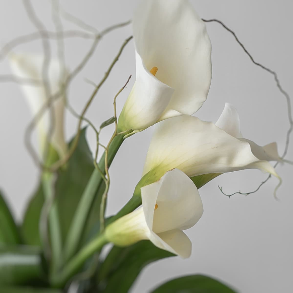 Close detail of white calla lilies in Classic Callas arrangement
