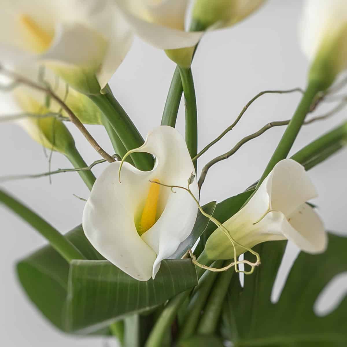 White calla lily bloom detail with yellow center