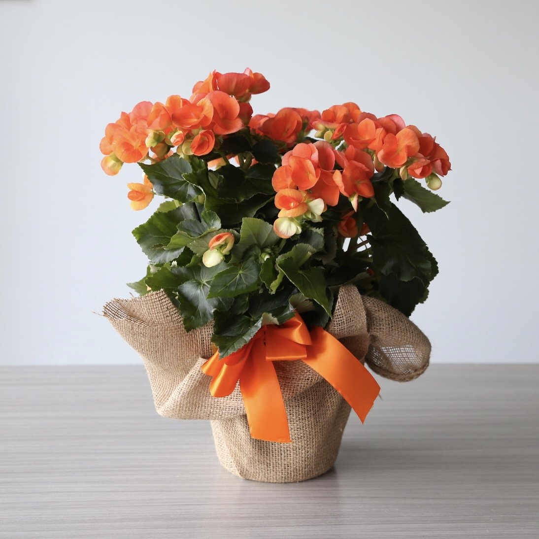 Orange begonia plant in burlap wrapped 6 inch pot with ribbon