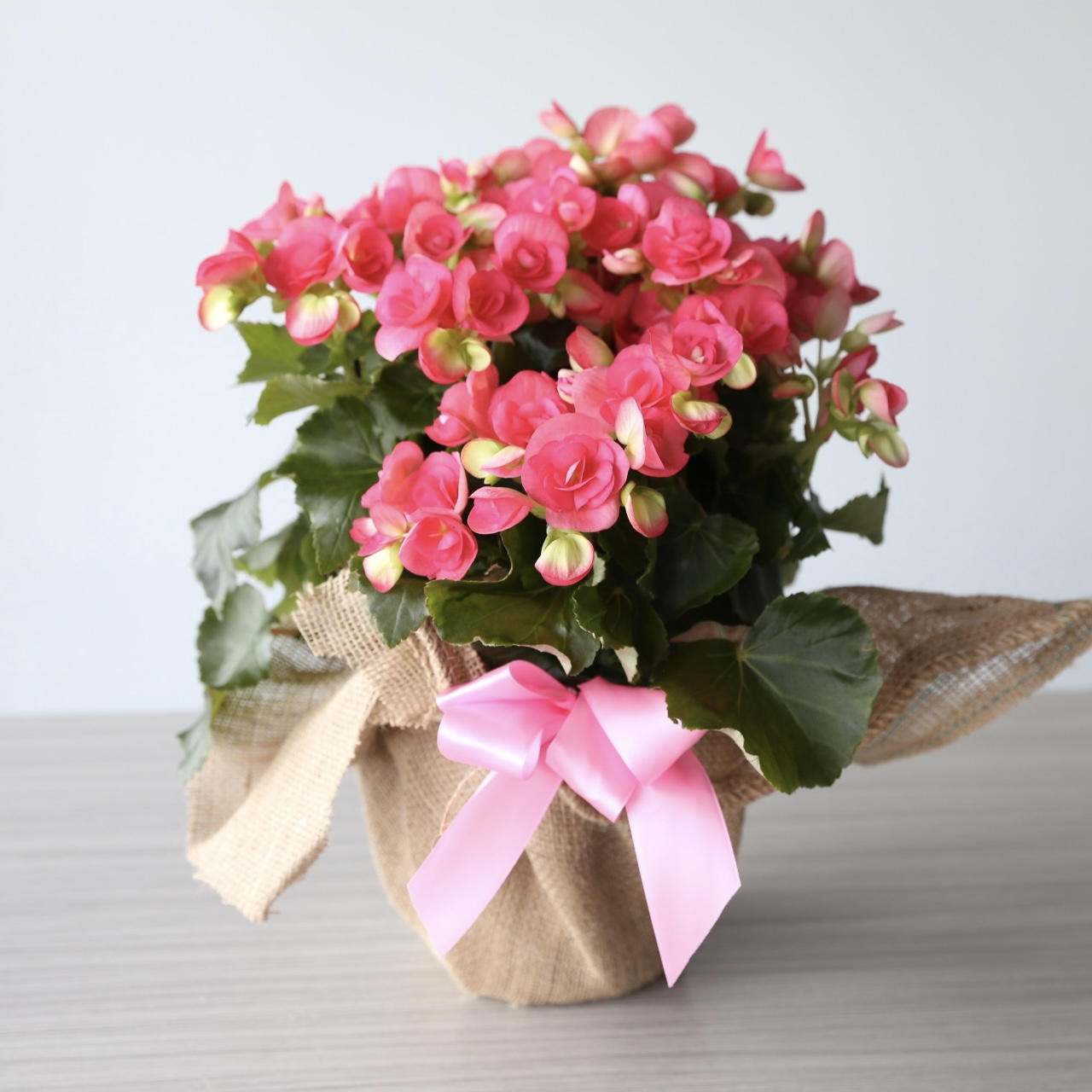 Pink begonia plant in 6 inch pot wrapped in burlap with ribbon