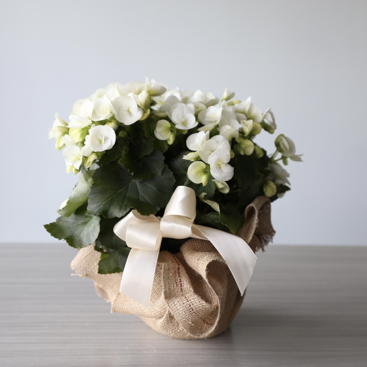 White begonia plant in 6 inch pot wrapped in burlap with ribbon