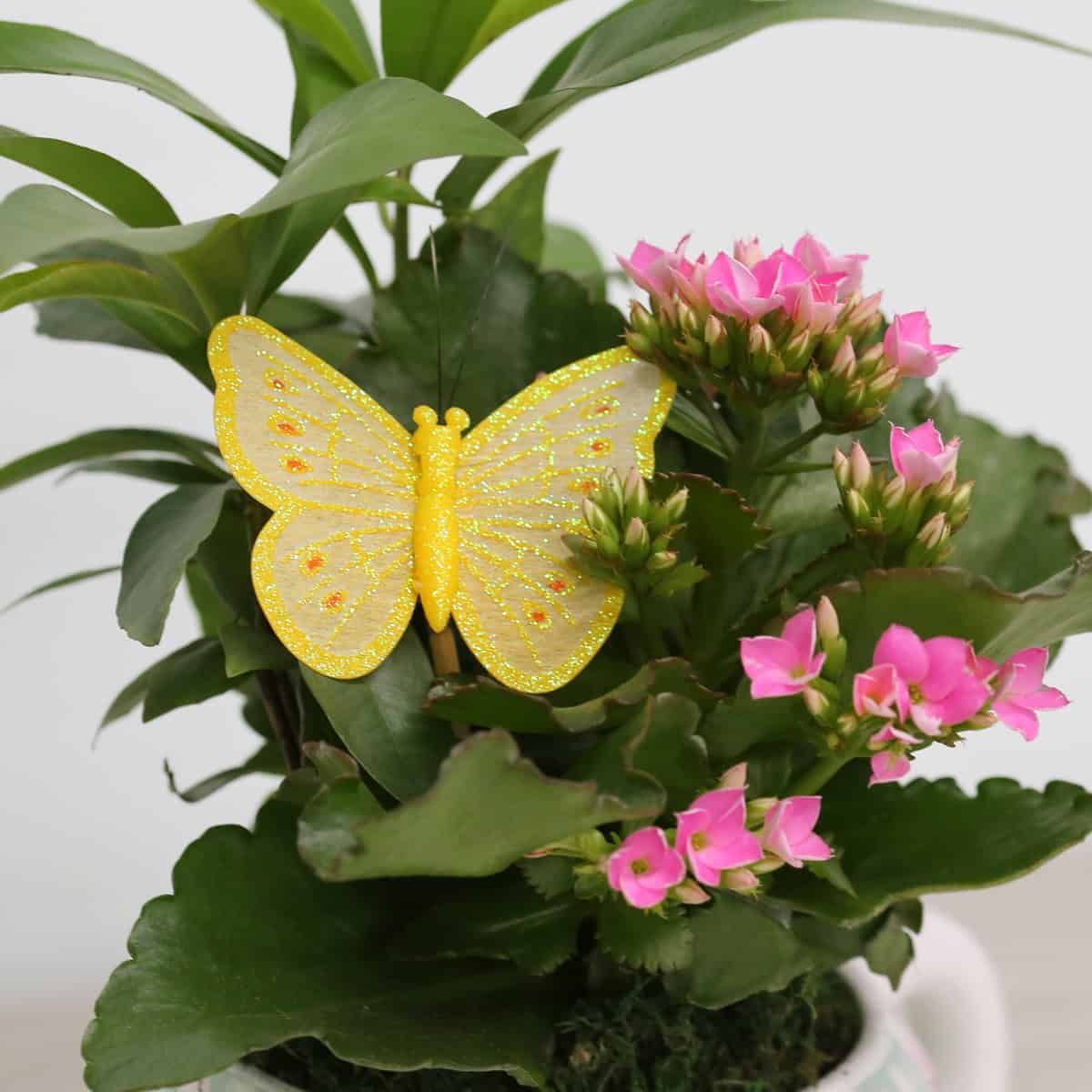 Close-up of kalanchoe flowers and butterfly in teapot planter