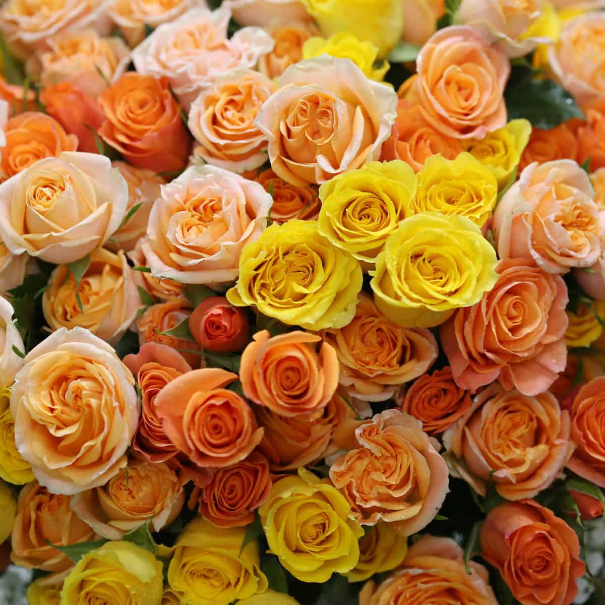 Close-up of peach, yellow and orange spray roses in the Peach Romance bouquet.