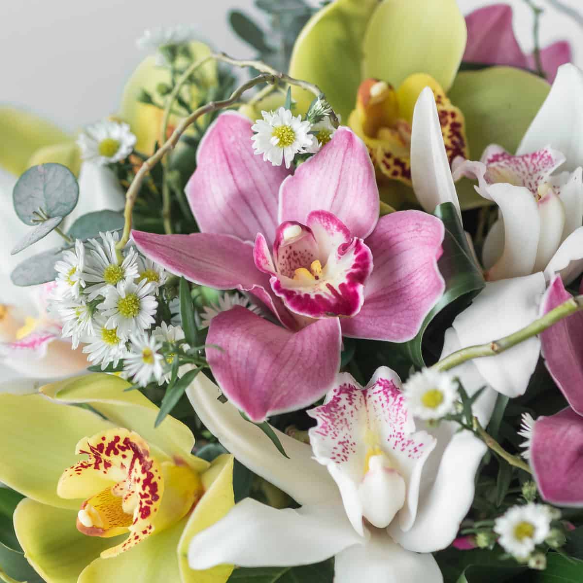 Close-up of premium pink and yellow Cymbidium orchids in Orchid Symphony.
