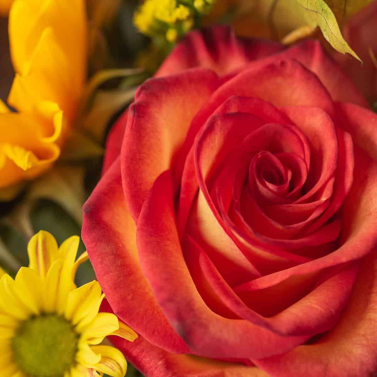 Close-up of red and orange rose with yellow flowers in the Premium Oval Centerpiece