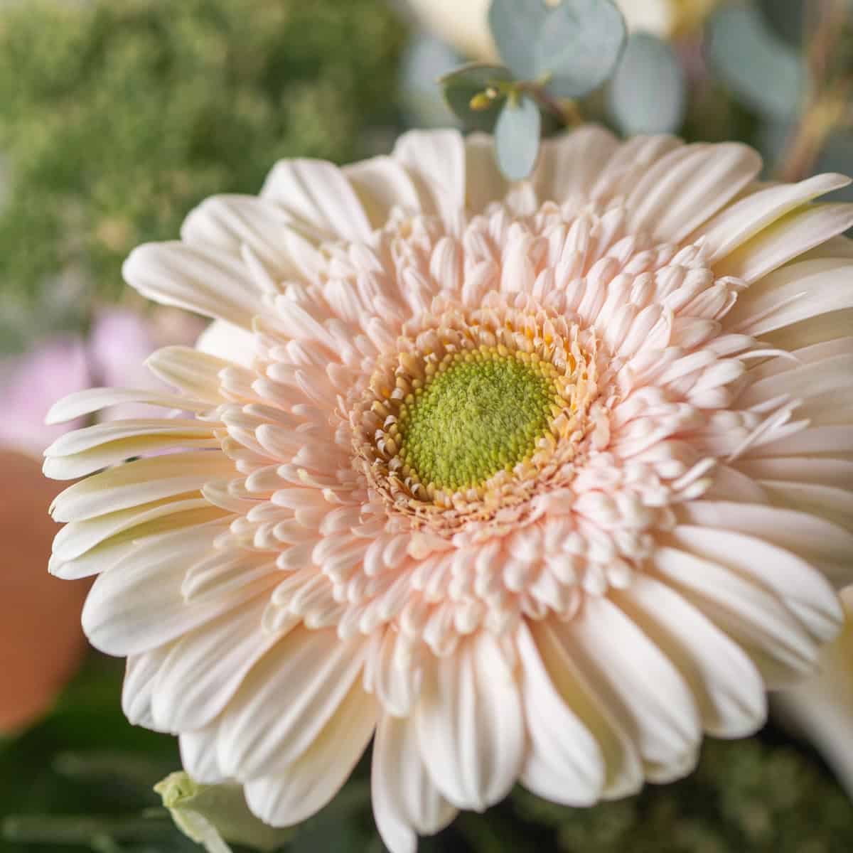 Close-up of a blush peach gerbera daisy in the Posy Peach flower arrangement
