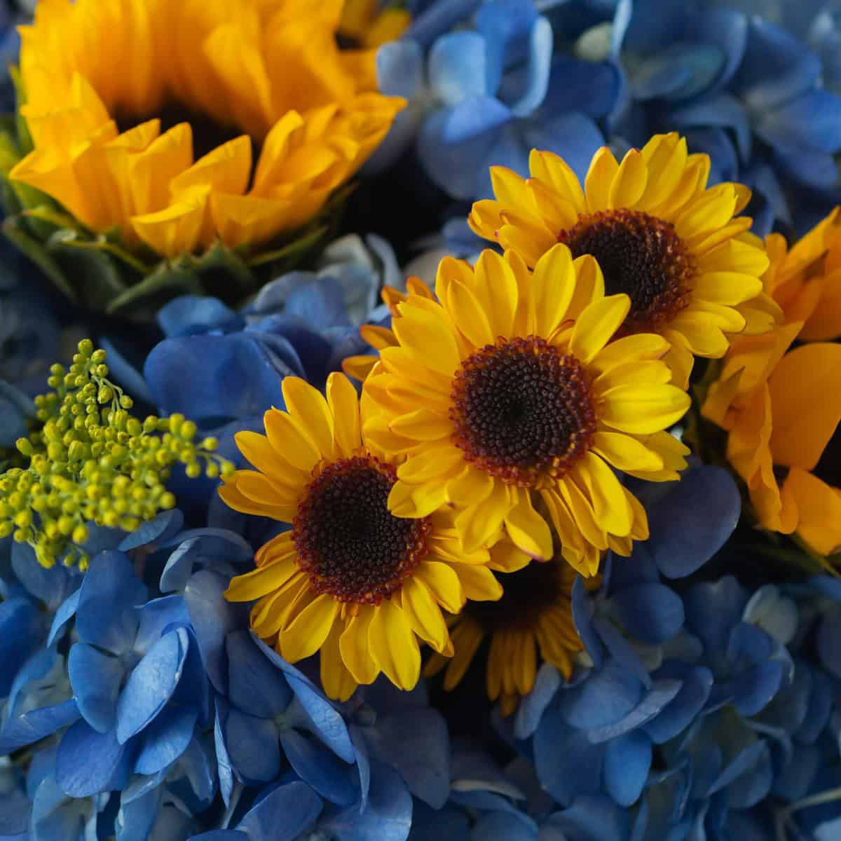 School of Sunflowers arrangement detail with yellow sunflowers, blue hydrangeas, chrysanthemums and golden solidago