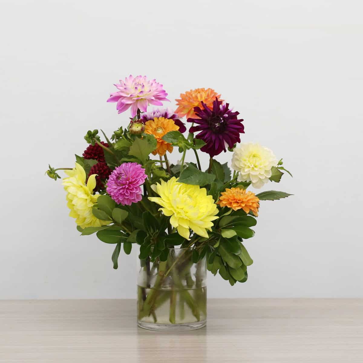 Deluxe Dahlia Delight arrangement with 12 assorted dahlias in pink, yellow, orange, white and purple